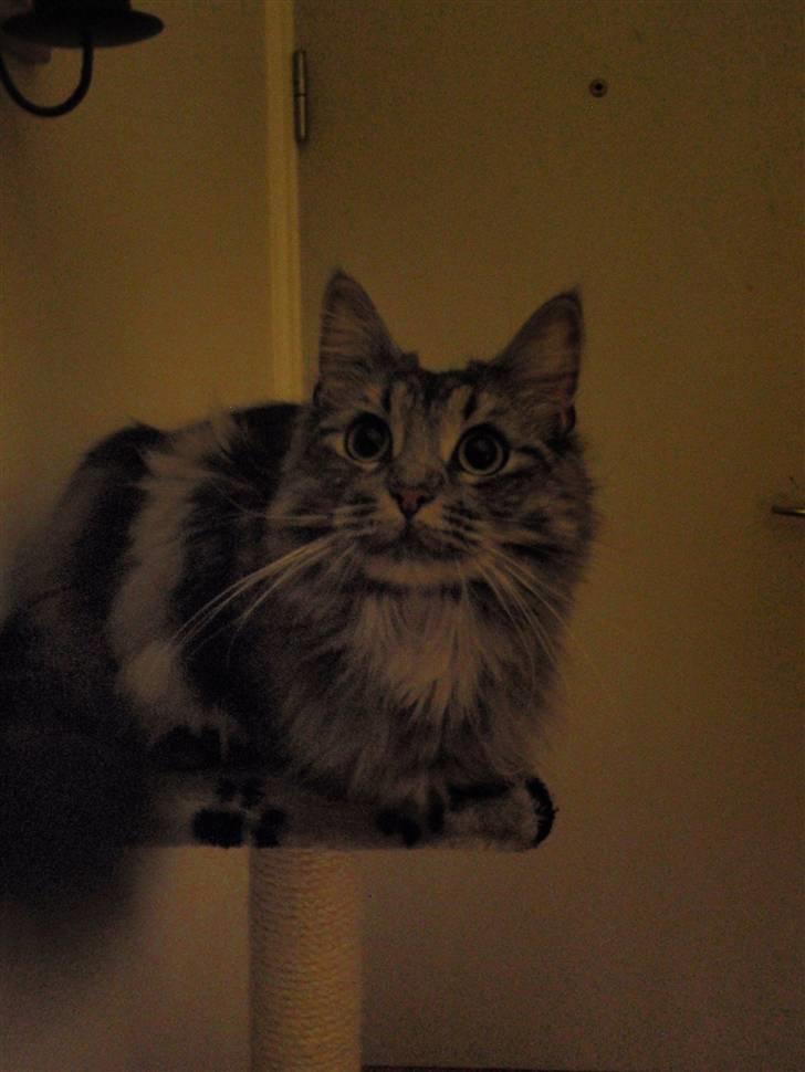 Blanding af racer Pjuske  billede 7