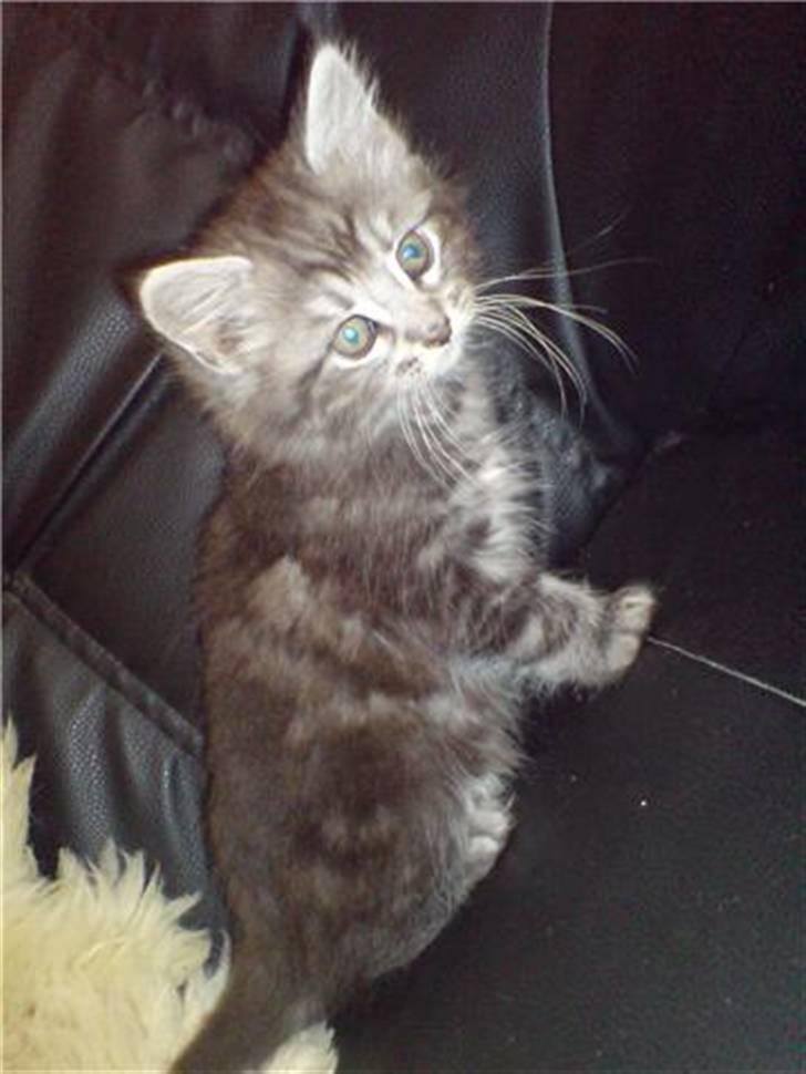 Blanding af racer Pjuske  billede 9