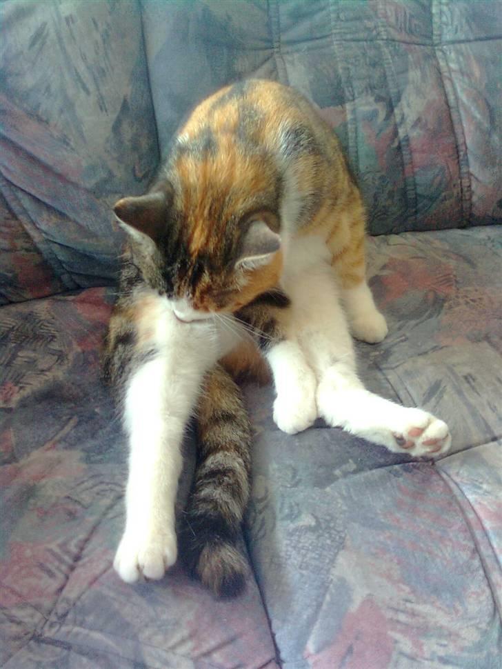 Huskat Alma. billede 15