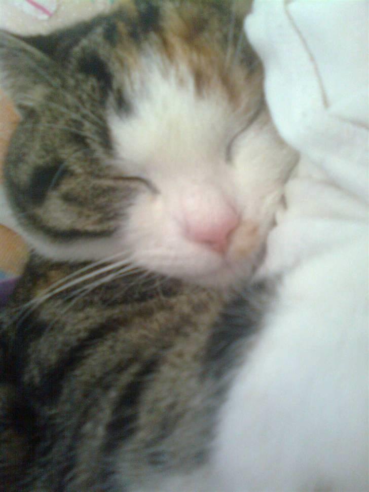 Huskat Alma. billede 16