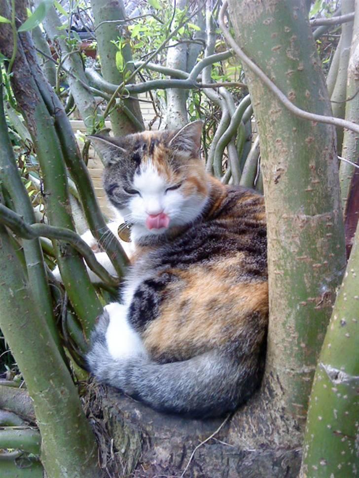 Huskat Alma. - You make my smil, Du er min hverdage, du er mit liv.<3<3 billede 17