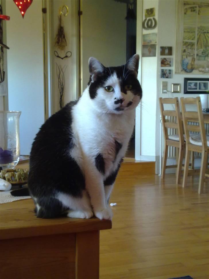 Huskat Zelda billede 1