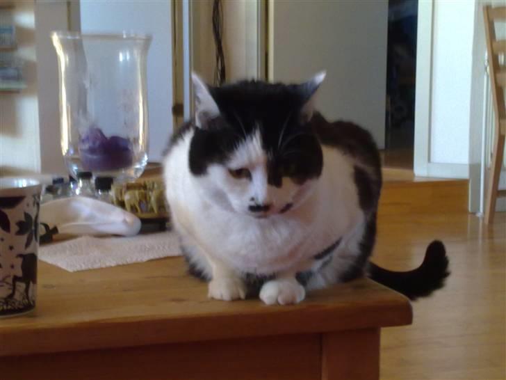 Huskat Zelda billede 2