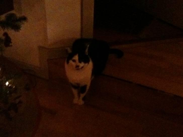 Huskat Zelda billede 3