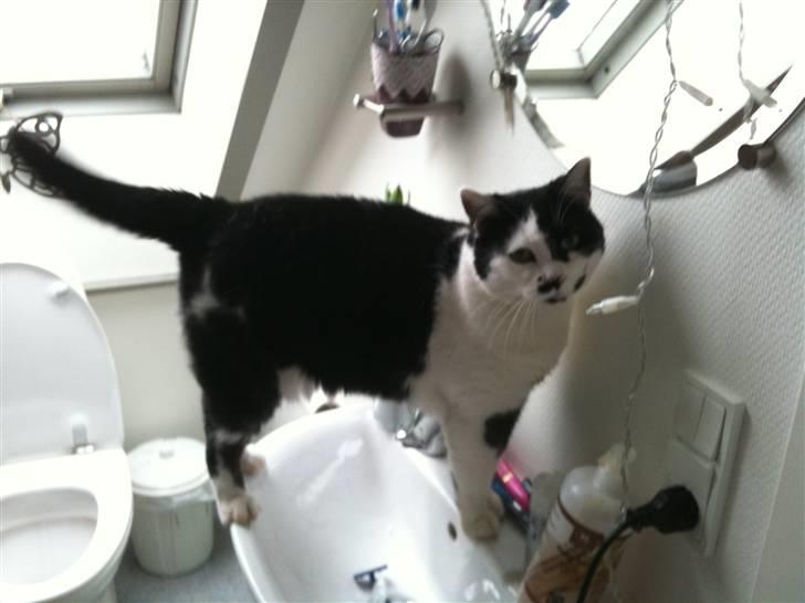 Huskat Zelda billede 5