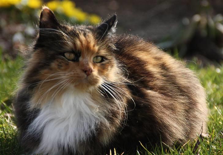 Blanding af racer Pjuske - NYT - Pjuske nyder det dejlige vejr billede 14