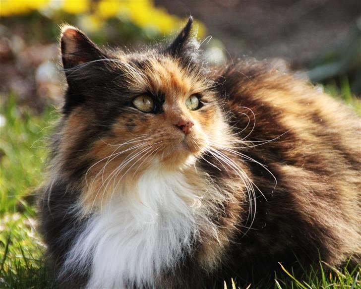 Blanding af racer Pjuske - NYT - Pjuske i det dejlige vejr :) billede 15