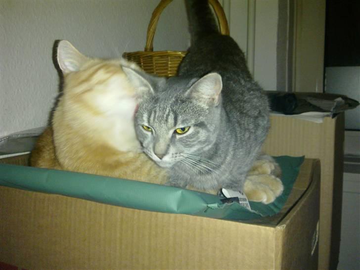 Huskat Victor billede 9