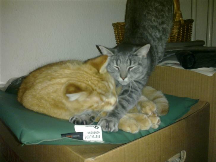 Huskat Victor - Victor og hans veninde Chili... Det er da LOVE :) billede 10