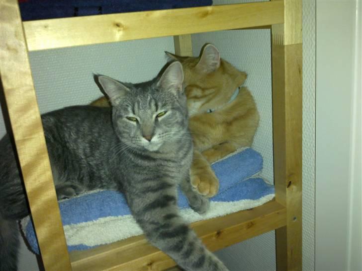 Huskat Victor - Kæreste hygge på badeværelset <3 billede 11