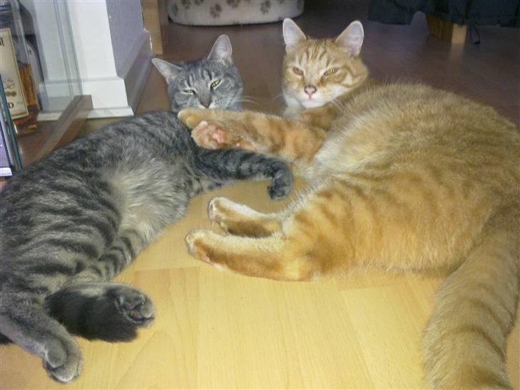 Huskat Victor - Hvem har den bredeste bagdel? :D billede 12