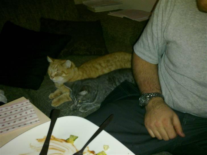 Huskat Victor - Hvis vi nu sætter pænt, må vi så ikke godt smage??? Må vi ikke nok? :D billede 13