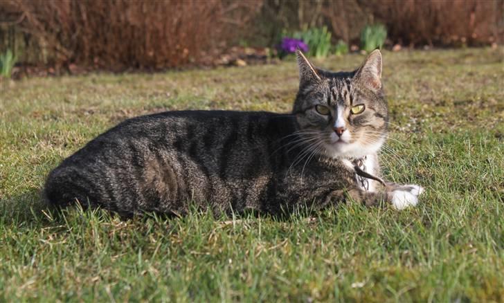 Huskat Pjevs <3 billede 15