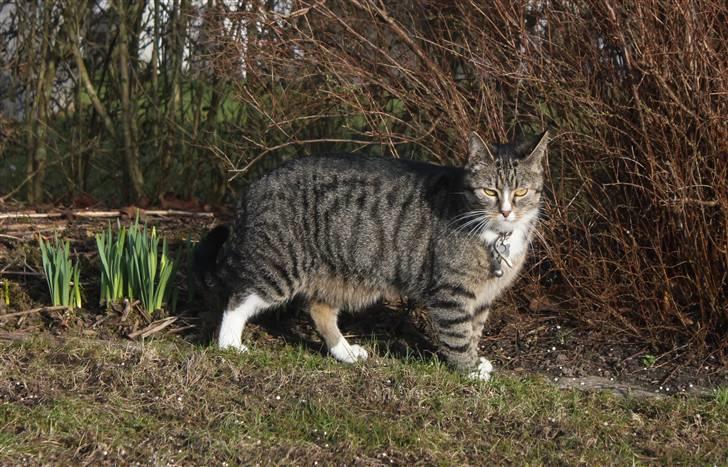 Huskat Pjevs <3 billede 16