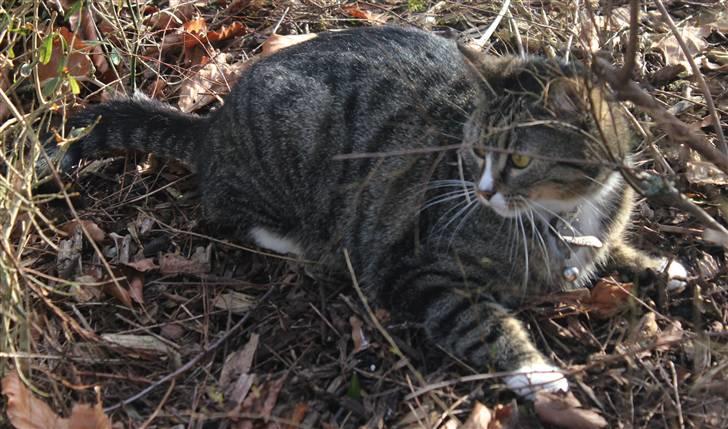 Huskat Pjevs <3 billede 17