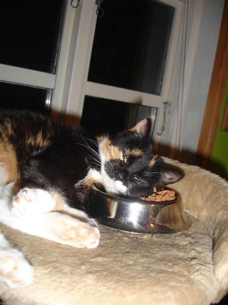 Blanding af racer Gringo - rip prinsesse billede 1