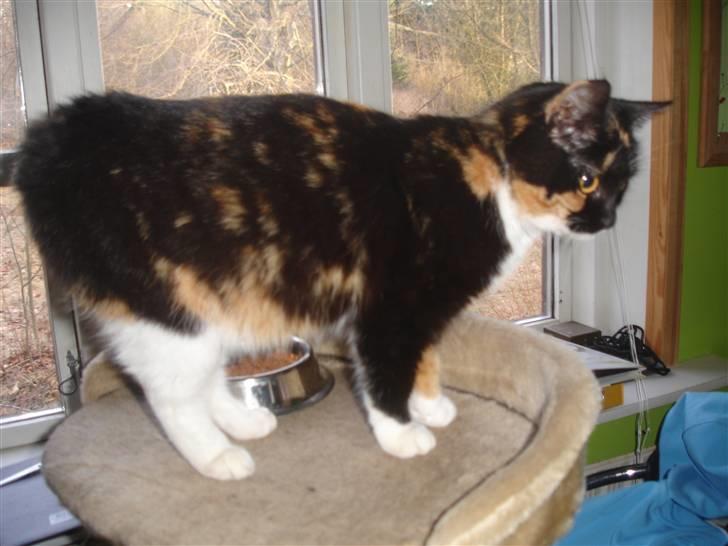 Blanding af racer Gringo - rip prinsesse billede 2