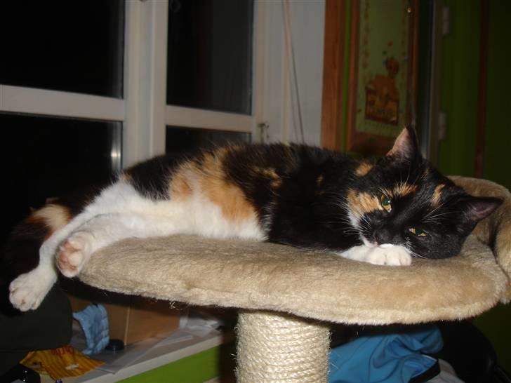 Blanding af racer Gringo - rip prinsesse billede 3