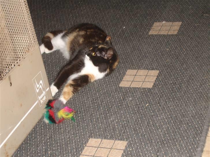 Blanding af racer Gringo - rip prinsesse billede 4