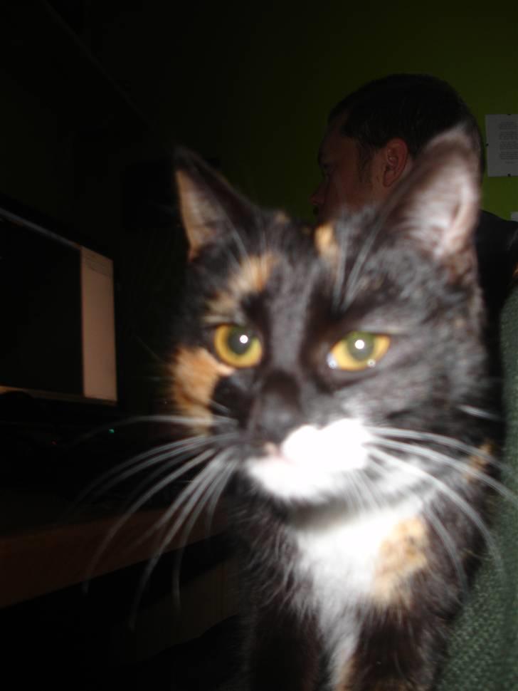 Blanding af racer Gringo - rip prinsesse billede 5