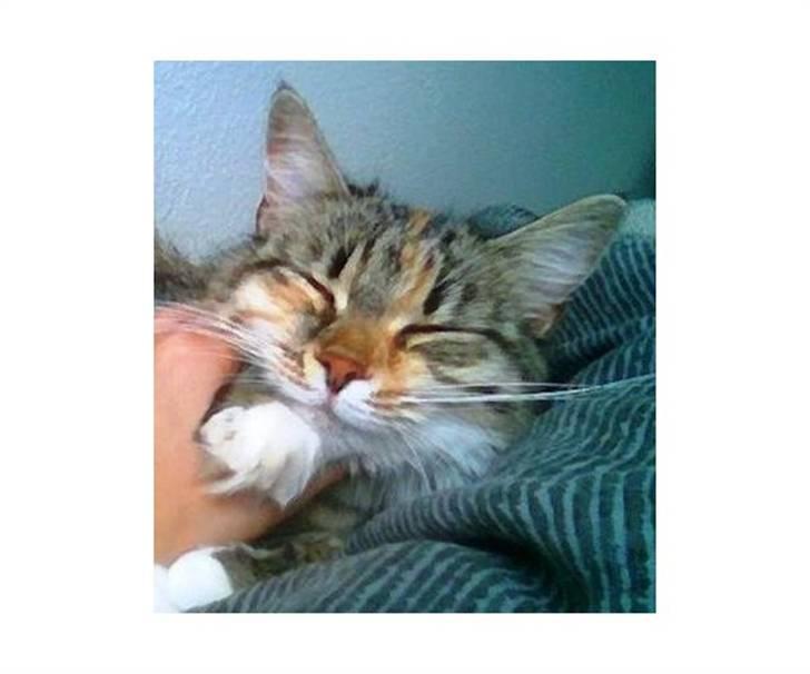 Blanding af racer Fifi billede 5