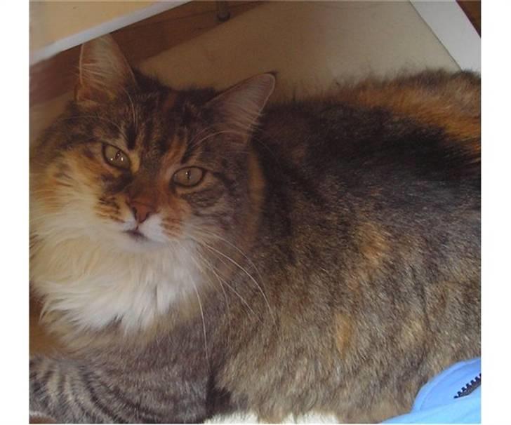 Blanding af racer Fifi billede 6