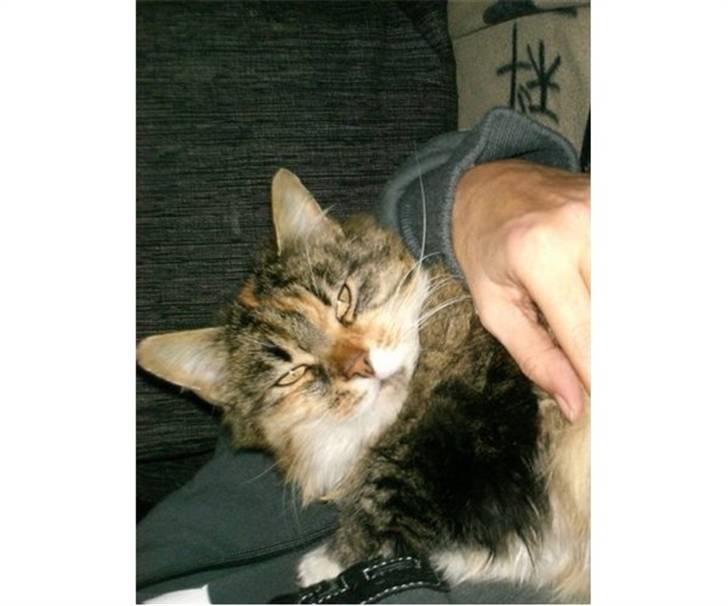 Blanding af racer Fifi billede 7