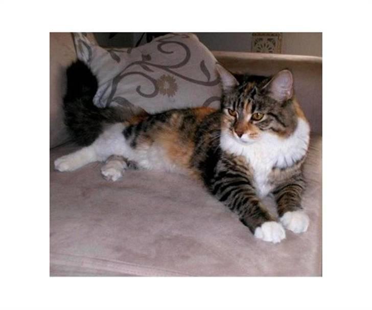 Blanding af racer Fifi billede 8