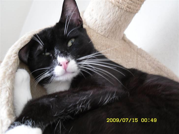 Blanding af racer Simba billede 8