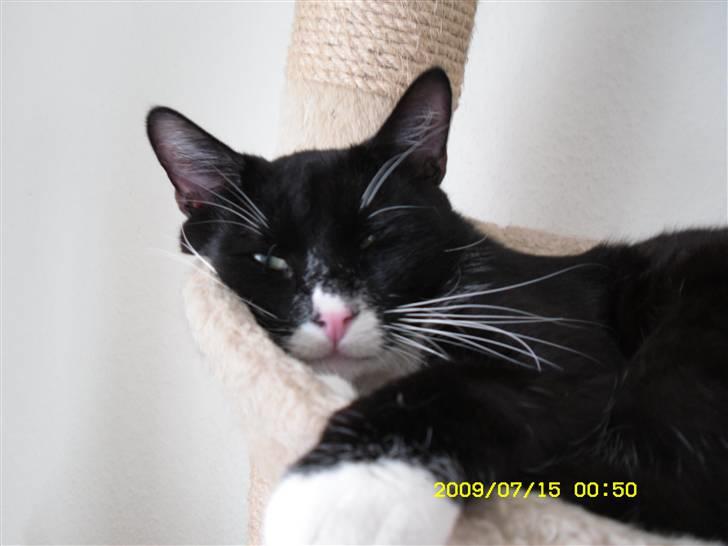 Blanding af racer Simba billede 9