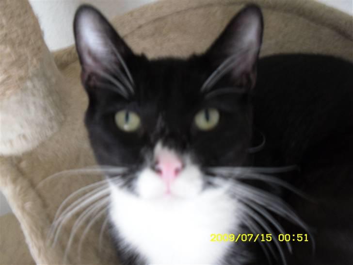 Blanding af racer Simba billede 10