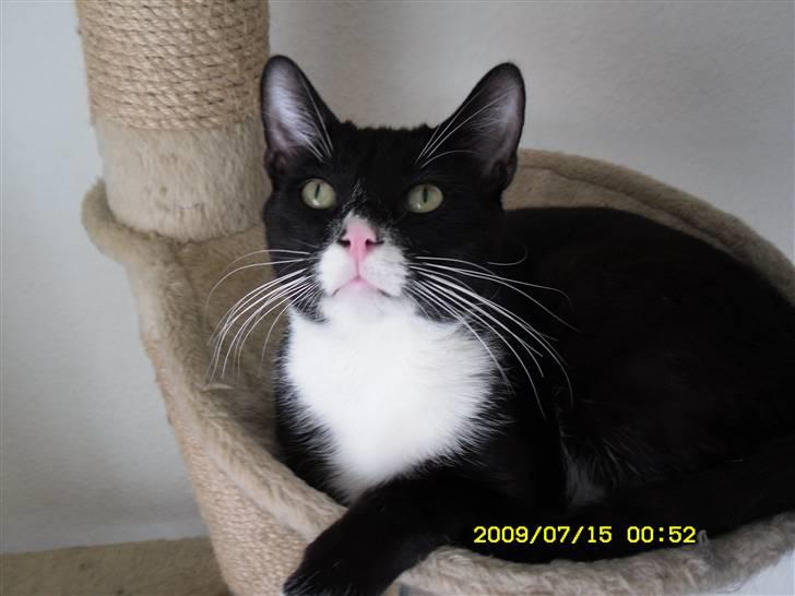 Blanding af racer Simba billede 11