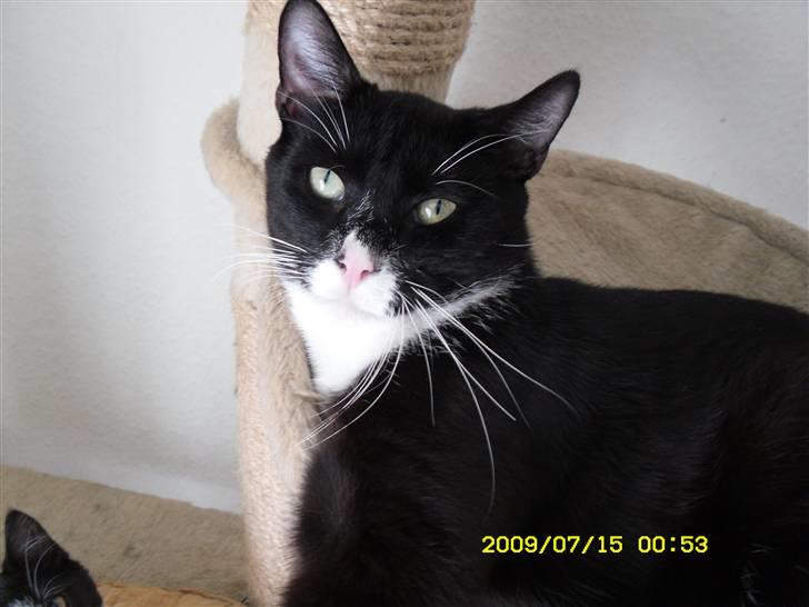 Blanding af racer Simba billede 12