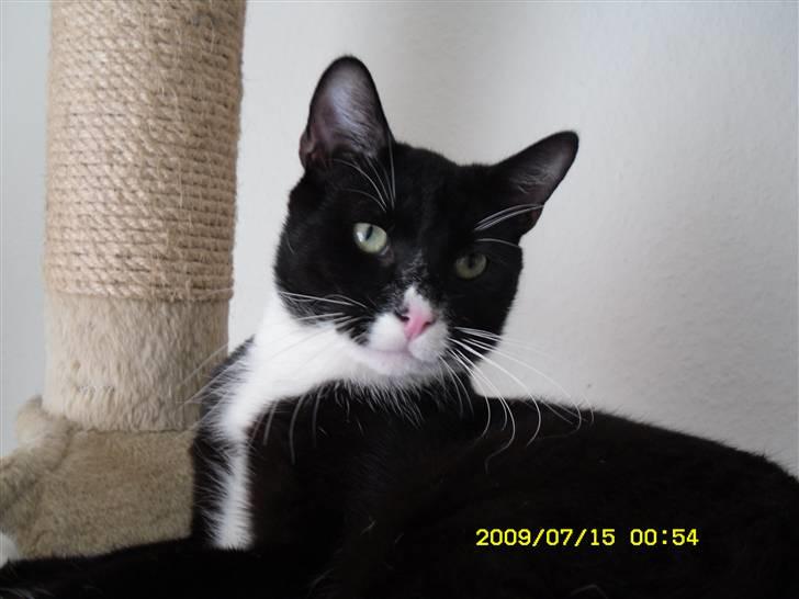 Blanding af racer Simba billede 13