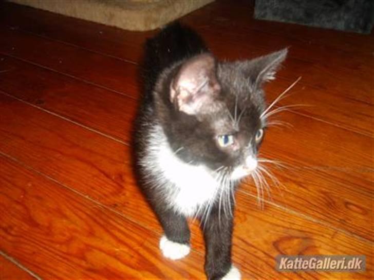 Blanding af racer Simba billede 14