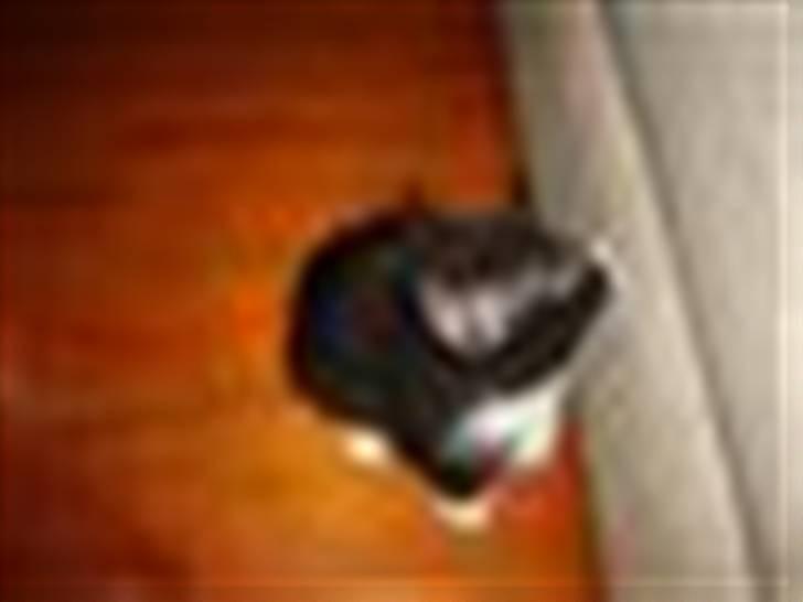 Blanding af racer Simba billede 15