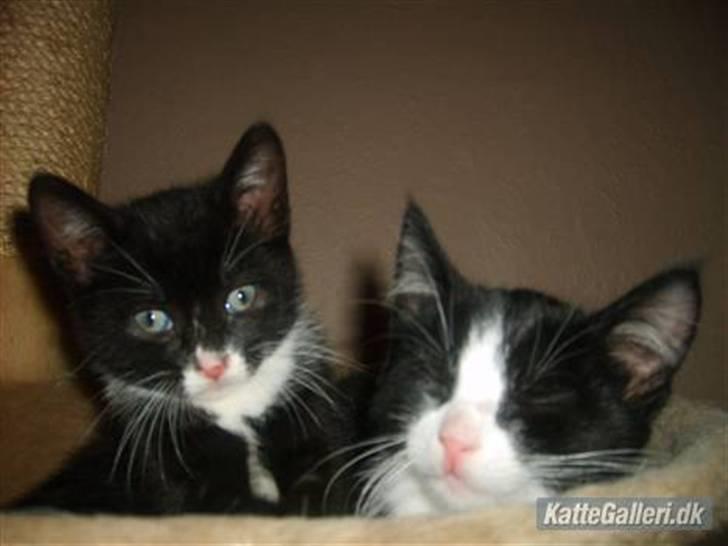 Blanding af racer Simba billede 16