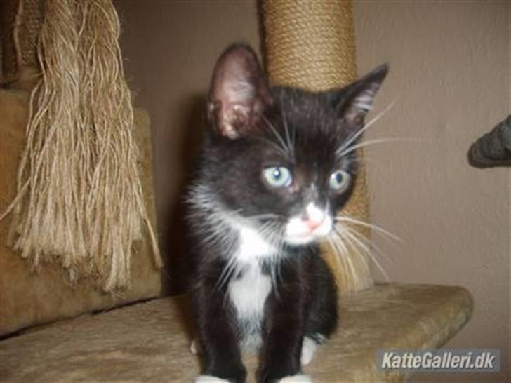 Blanding af racer Simba billede 17