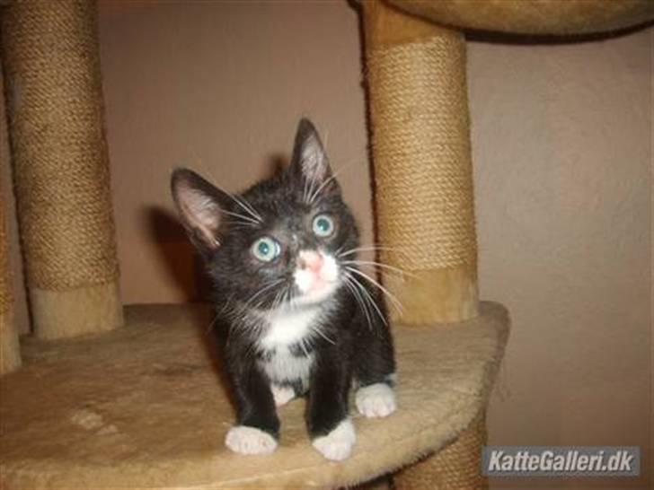 Blanding af racer Simba billede 18