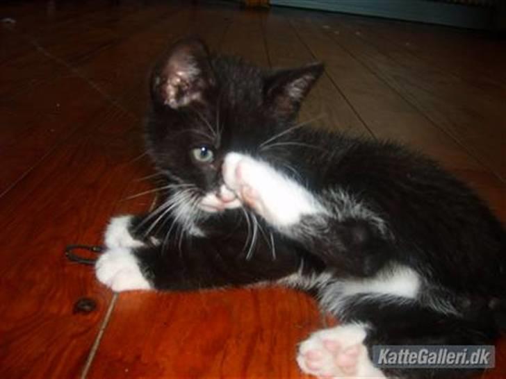 Blanding af racer Simba billede 19