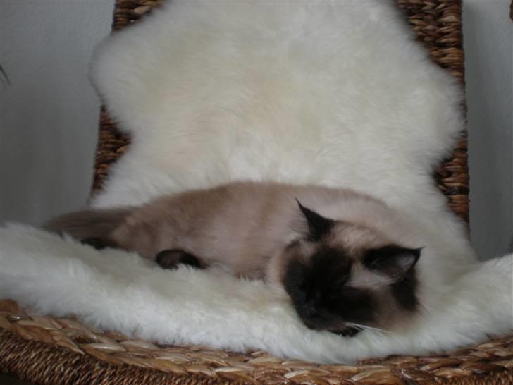 Hellig Birma Lima billede 9