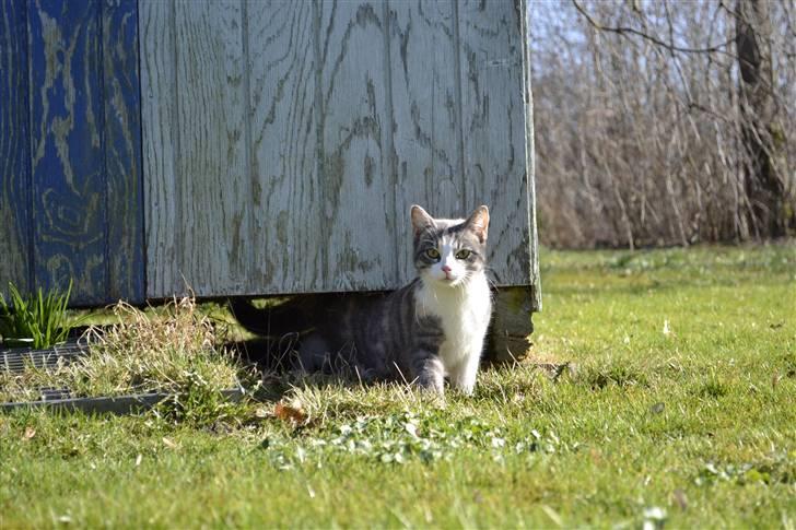 Blanding af racer Kiska - Velkommen #Fotograf: Anne-Mette Fogh# billede 1