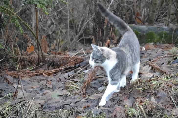 Blanding af racer Kiska - #Fotograf: Anne-Mette Fogh# billede 2