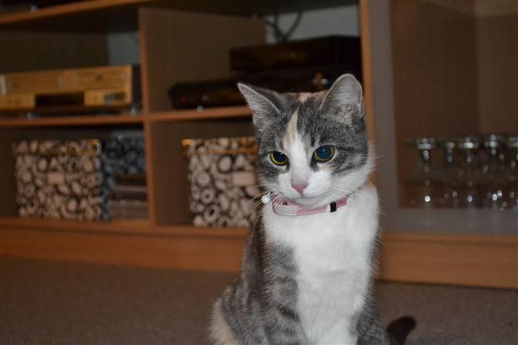 Blanding af racer Kiska - #Fotograf: Anne-Mette Fogh# billede 3