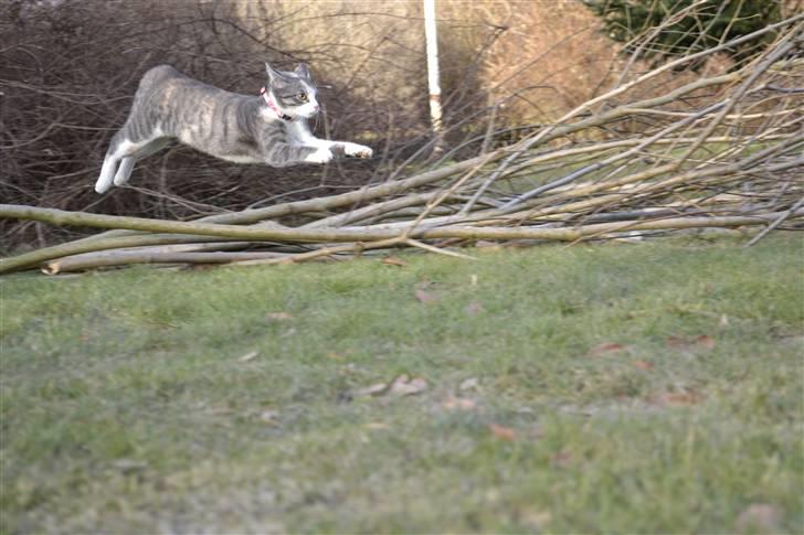 Blanding af racer Kiska - Usynligmotercykel! #Fotograf: Anne-Mette Fogh# billede 4