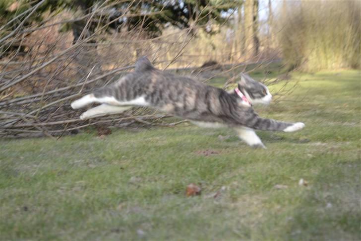 Blanding af racer Kiska - #Fotograf: Anne-Mette Fogh# billede 5