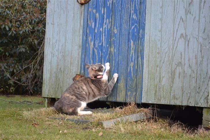 Blanding af racer Kiska - Busted! #Fotograf: Anne-Mette Fogh# billede 6