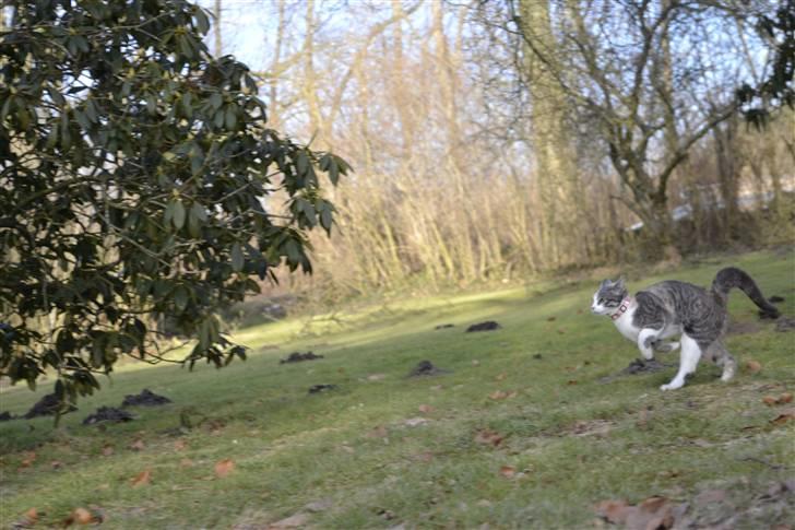 Blanding af racer Kiska - #Fotograf: Anne-Mette Fogh# billede 7