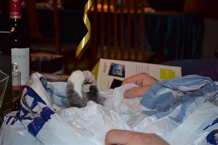 Blanding af racer Kiska - #Fotograf: Anne-Mette Fogh# billede 8