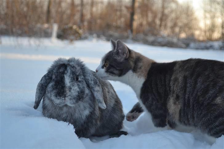 Blanding af racer Kiska - Lego og Kiska #Fotograf: Anne-Mette Fogh# billede 9